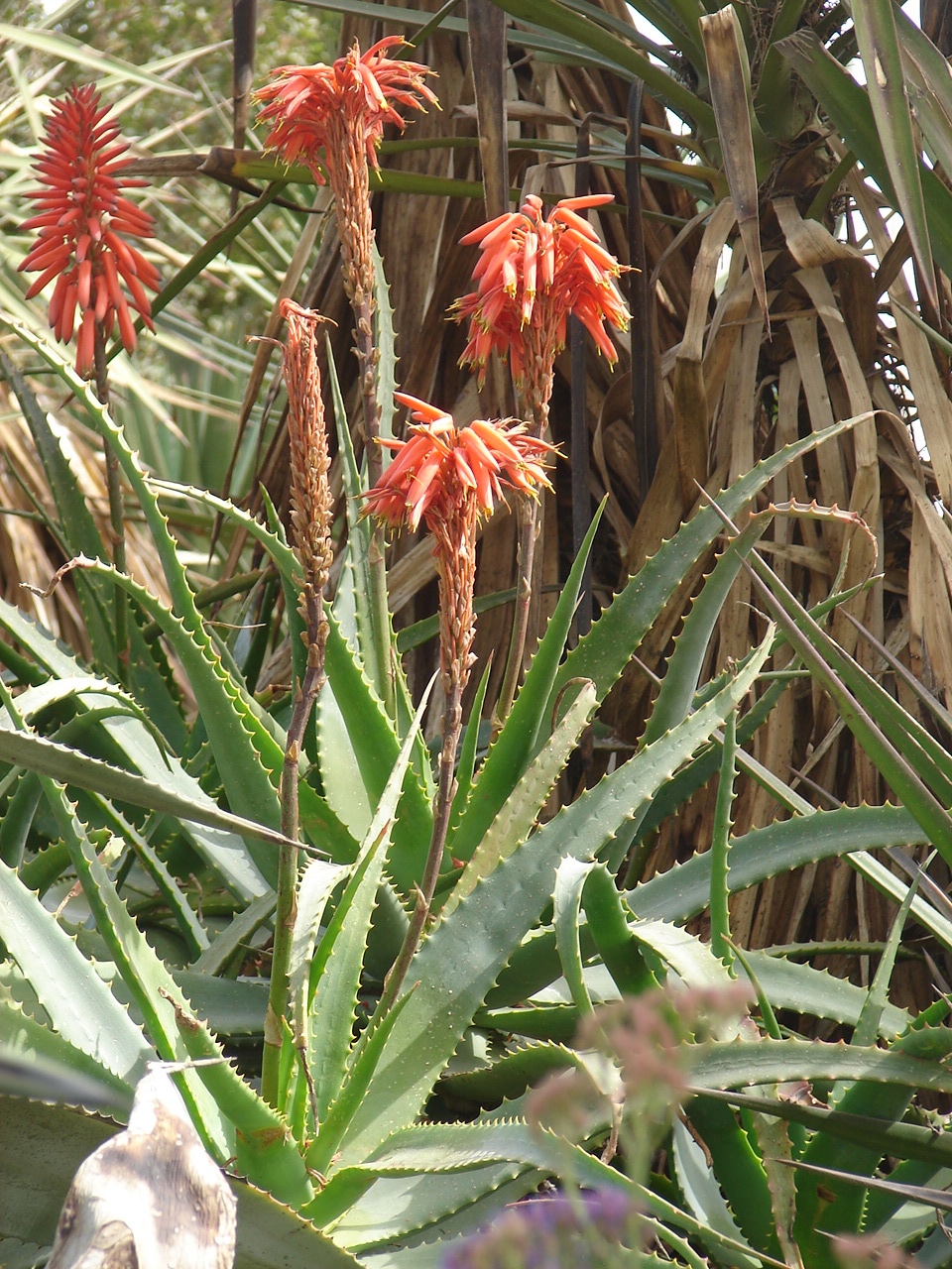 Biblical Botanical Gardens Society USA